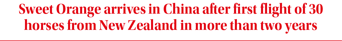 Sweet Orange arrives in China after first flight of 30 horses from New Zealand in more than two year