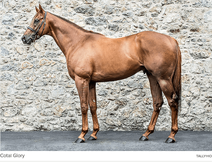 Cotai Glory Tally-Ho 